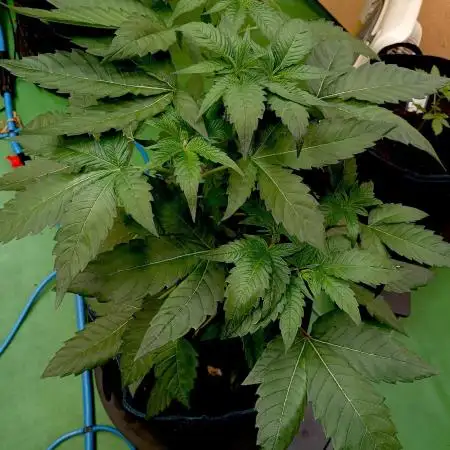 Autopot+Biotabs vs. Photoperiods #3