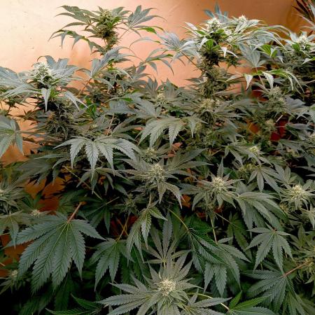 Autopot+Biotabs vs. Photoperiods #2