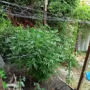 Outdoor 26// Hippieweed +Honey Cream