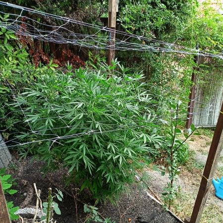 Outdoor 26// Hippieweed +Honey Cream