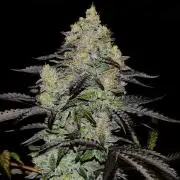 Delicious Zinnapple