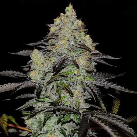 Delicious Zinnapple