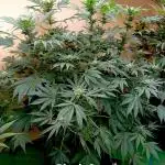 Autopot+Biotabs vs. Photoperiods #2