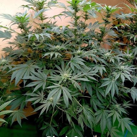 Autopot+Biotabs vs. Photoperiods #2