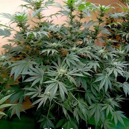 Autopot+Biotabs vs. Photoperiods #2