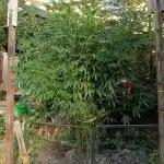 OUTDOOR 25 - the beloved Honey Cream