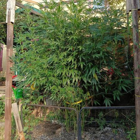 OUTDOOR 25 - the beloved Honey Cream