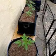 OUT 26/ New/ Full Throttle Sensi Seeds