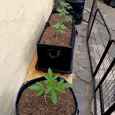 OUT 26/ New/ Full Throttle Sensi Seeds