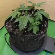 Autopot+Biotabs vs. Photoperiods #2026/1