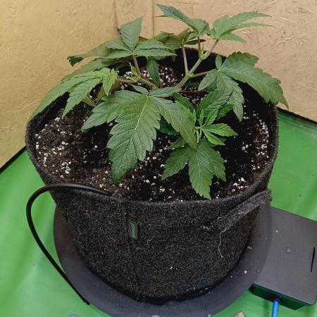 Autopot+Biotabs vs. Photoperiods #2026/1