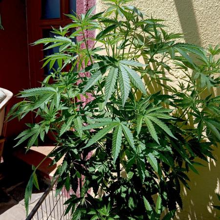 OUT26/NEW/ RED BOTTOMS- Sensi Seeds