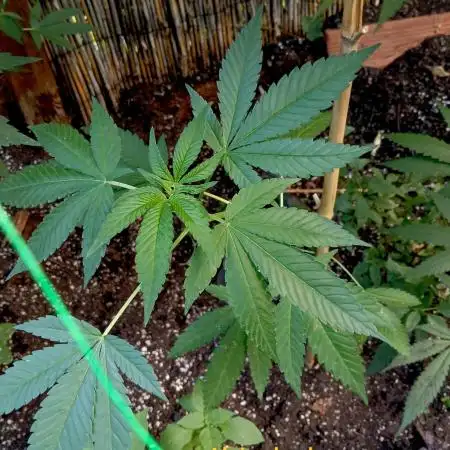 Alpskush-Outdoor// SWISSCANNABINOID