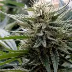 OUTDOOR 25 - the beloved Honey Cream