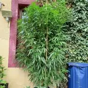 OUT 26// Shining Silver Haze/ Autopot