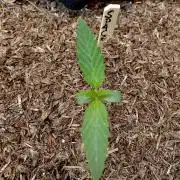 OUT26/NEW/ SPACE TUNNELS- Sensi Seeds