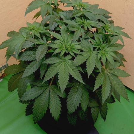 Permanent Bluez -Biotabs - Autopot