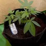 Autopot+Biotabs vs. Photoperiods #4