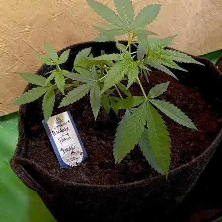 Autopot+Biotabs vs. Photoperiods #4