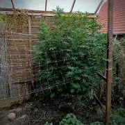 Outdoor 26// Alpskush- Swisscannabinoid