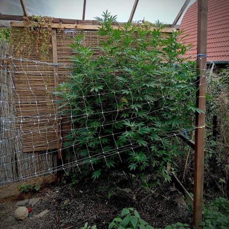 Outdoor 26// Alpskush- Swisscannabinoid