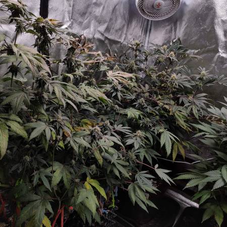 Royal Cookies//Viparspectra