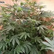 Autopot+Biotabs vs. Photoperiods #2026/3