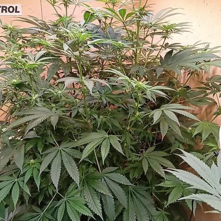 Autopot+Biotabs vs. Photoperiods #2026/3