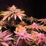 LEGENDARY PUNCH RQS 2019 New Strain
