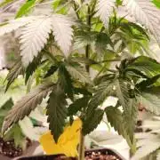 Captain Future by Kloud 9