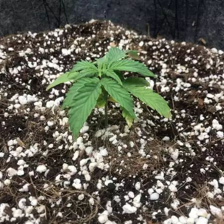 First Grow - Double Grape 2x2