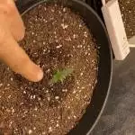 Living Soil