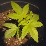 Fat Banana Auto
