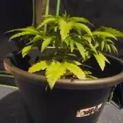 Fat Banana Auto