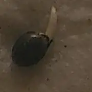 Fat Banana Auto