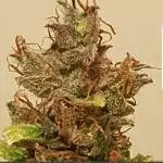 Fast buds KushLife Diary #4
