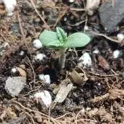 Purple Lemonade by FastBuds - AutoPot 