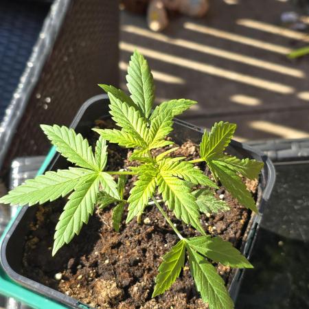 Auto Big Demon
