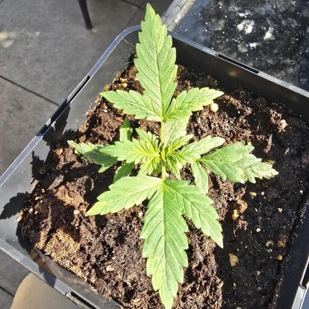 Auto Big Demon