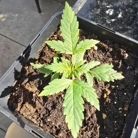 Auto Big Demon