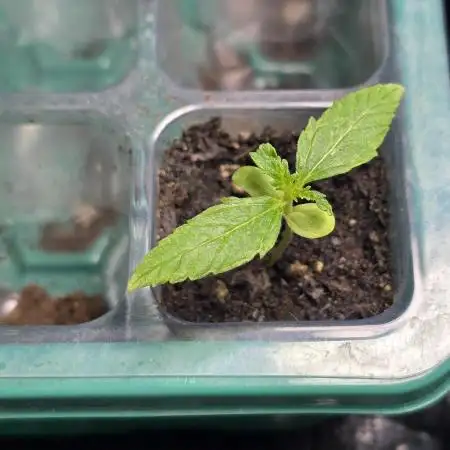 Auto Big Demon