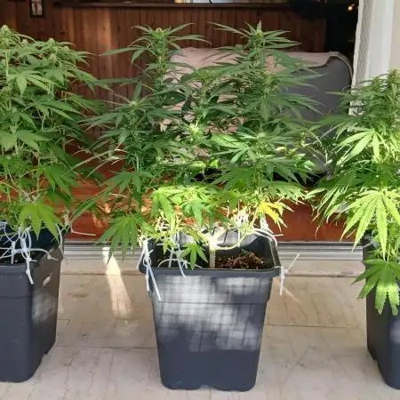 Balcony - Indoor Summer 25
