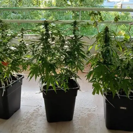 Balcony - Indoor Summer 25