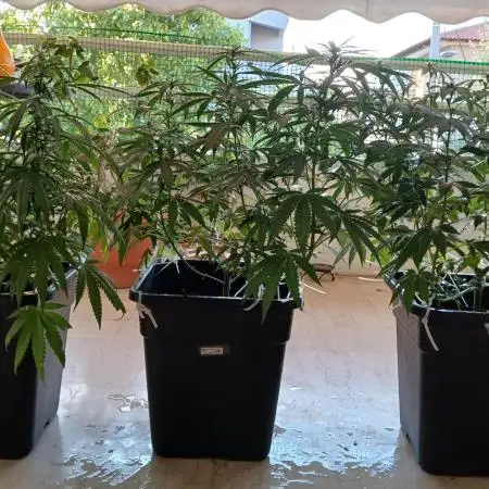 Balcony - Indoor Summer 25