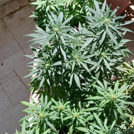 Balcony - Indoor Summer 25