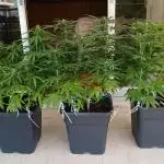 Balcony - Indoor Summer 25