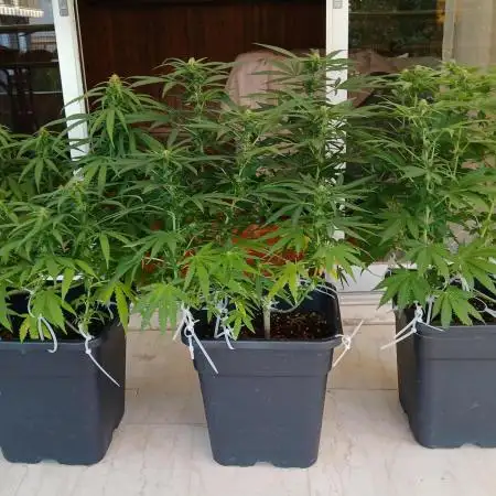 Balcony - Indoor Summer 25