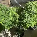 Balcony - Indoor Summer 25