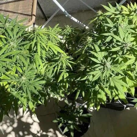 Balcony - Indoor Summer 25