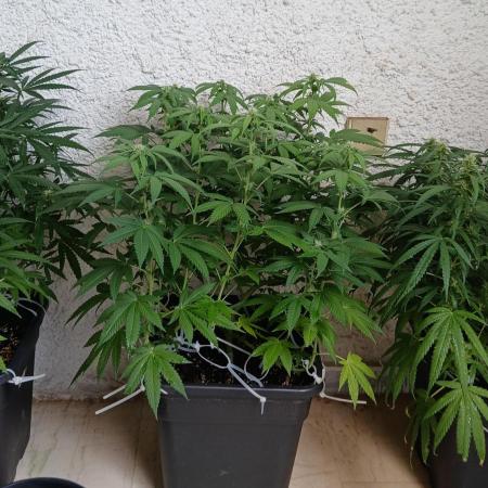 Balcony - Indoor Summer 25